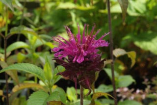 Monarda 'Scorpion' bestellen